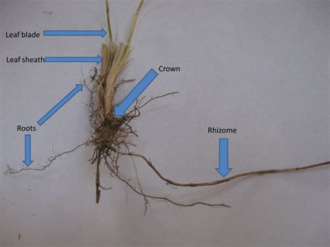 Anatomy Of Dormant Kentucky Bluegrass Uw Madison Turfgrass Science