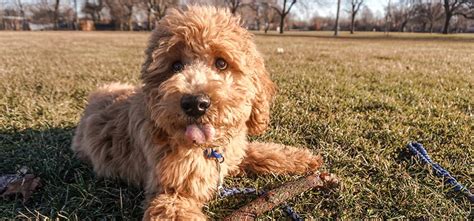 I own two olde english sheepdogs and, believe me, they do shed! When do Labradoodle Puppies Lose Their Puppy Coat-large ...
