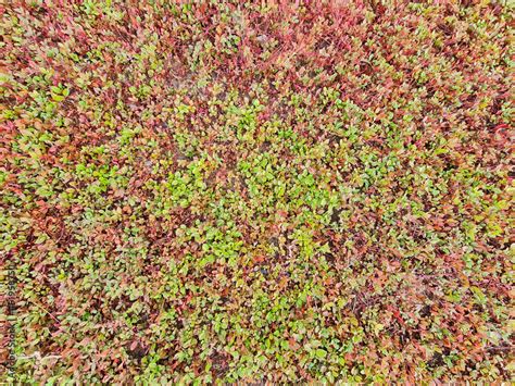 Ground Cover Seamless Texture Tile Plants Leaves From Top View Good