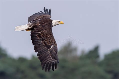 Bald Eagle Captured In Midflight Flying Low Over The Ground Stock Photo