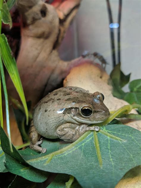 One Of My Fat Frogs Cuban Tree Frog Rfrogs