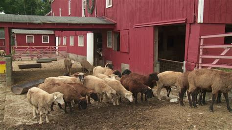 Round barns are one of my favorite architectural niches! Stock video of sheep feed at a sheep-wool farm | 4461023 ...