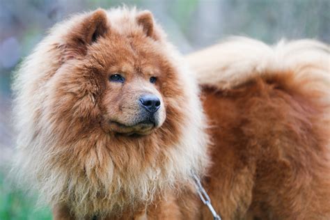 Tapeta Na Monitor Zvířata Pes Chow Chow Krása