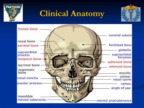 Muscle strain due to carrying heavy loads PPT - Face and Related Structures Anatomy PowerPoint ...