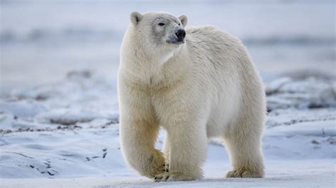 Polar Bear History And Some Interesting Facts