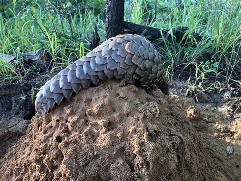 Protecting Pangolins Insights Into The Worlds Most Trafficked Mammal