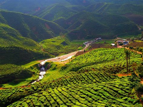 Cameron highland is the main producer of tea because its cold weather here makes it perfect for the planting of tea. Cameron Highlands: A Visit To The Tea Plantations