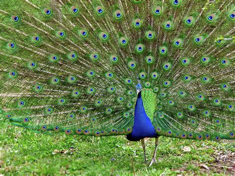 Male Peacock Plumage Photograph By Lyuba Filatova