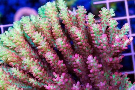 Strawberry Shortcake The Acropora That Arises Passions Blog Coral Wonders