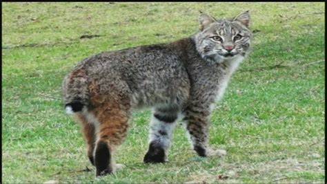 Bobcats Are On The Prowl Here In Western Massachusetts Youtube