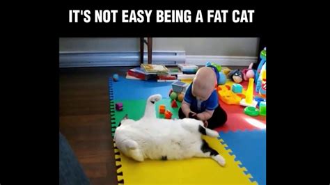 Funny Fat Cat And Fat Dog Video Collection Pawz Road