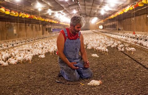 Just click on the link below Documents reveal how poultry firms systematically feed ...