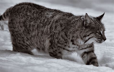 Adirondack Bobcats Wildlife In Deep Snow The Adirondack Almanack