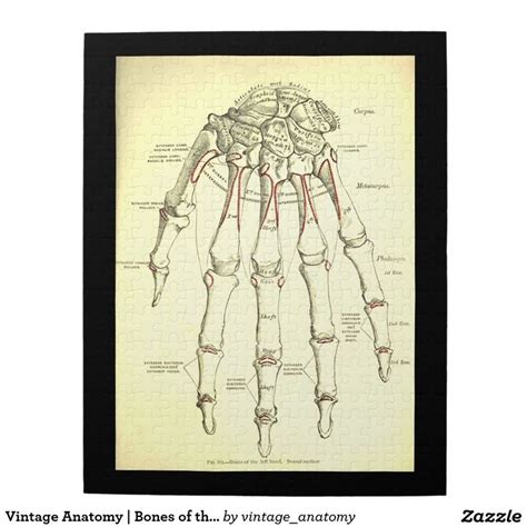 2 (539 bone (osseous tissue) 17 one of the five major functions of the skin; 58 best Jigsaw Puzzles images on Pinterest | Jigsaw puzzles, Puzzles and Anatomy