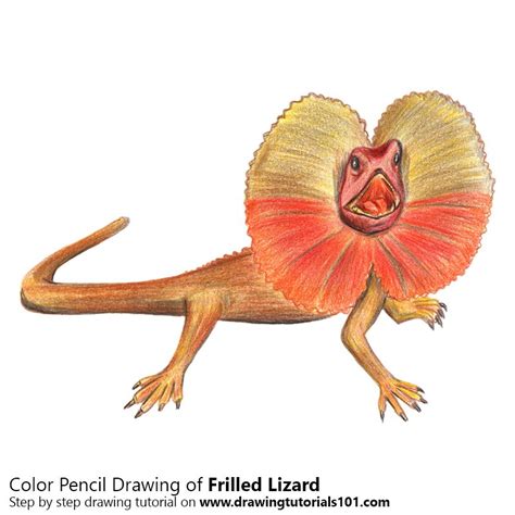 How To Draw A Frilled Lizard Lizards Step By Step