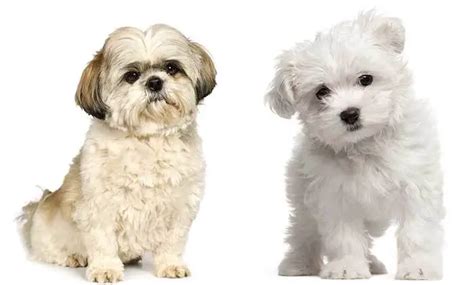 All About The Maltese Shih Tzu Mix Malshi Facts And Information