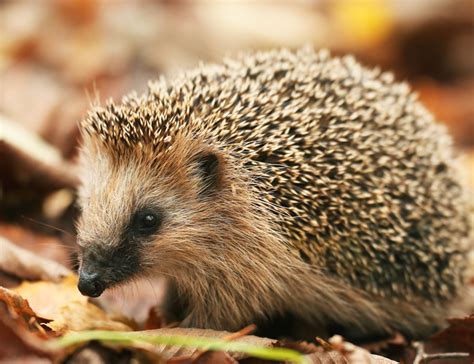 People across the world delight in watching louis and aila's efforts to raise a family each year, but did you know that these. This sweet animation aims to help save the British hedgehog