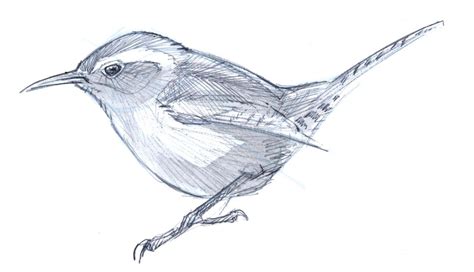 How To Draw A Bewicks Wren Step By Step Bird Drawings Drawings