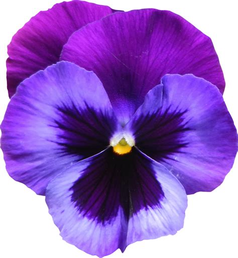 Collection Of Png Violets Flowers Pluspng