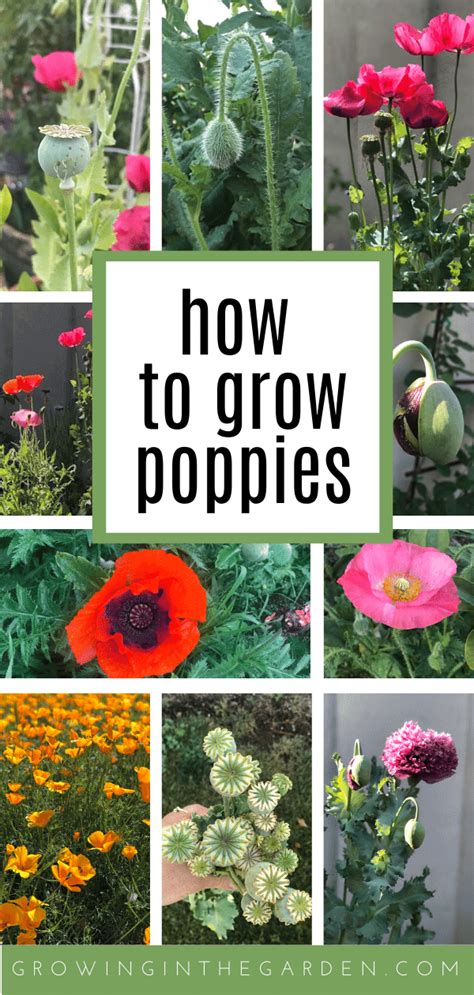 How To Grow Poppies 8 Tips For Growing Poppies Growing Poppies Poppy Flower Garden Planting