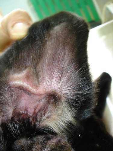 Causes Of Ear Hematomas In Dogs