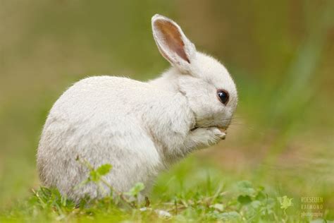 Praying White Rabbit Animal Hybrids Rabbit Cute White Rabbits