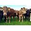 EU Cattle Herd Increases For The Fourth Year In A Row  Agrilandie