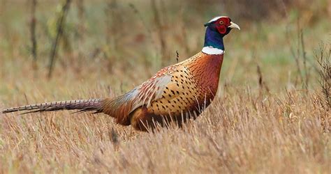 Ring Necked Pheasant Life History All About Birds Cornell Lab Of