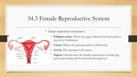 Ppt The Reproductive System Powerpoint Presentation Free Download