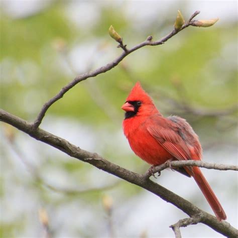 Cardinalis Cardinalis Northern Cardinal Usa Birds