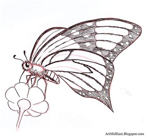 How To Draw A Butterfly Step By Step Drawing Lessons