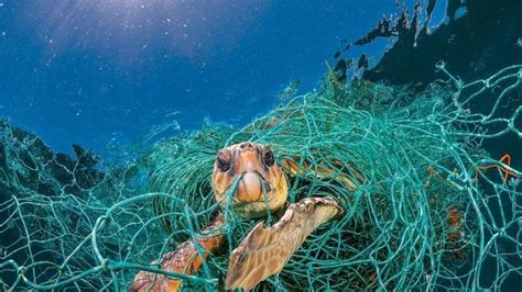 Petition · Donald J Trump Save The Marine Animals By Helping ·