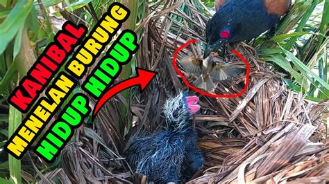 Burung Bubut Kanibal Menalan Anak Burung Hidup Hidup National