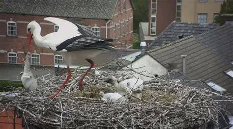 Vroege Vogels Beleef De Lente 11 Vroege Vogels Bnnvara