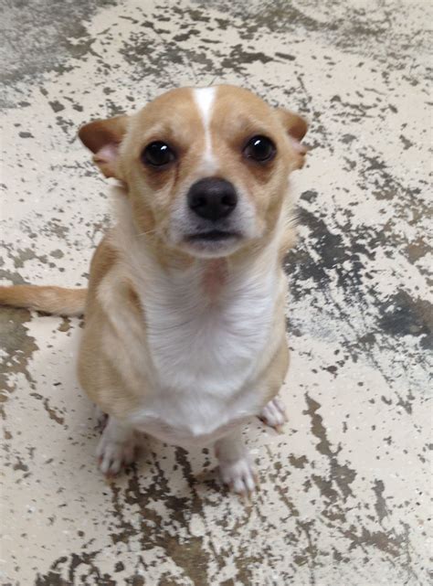 Chihuahua Rescue Nc - Pets Lovers