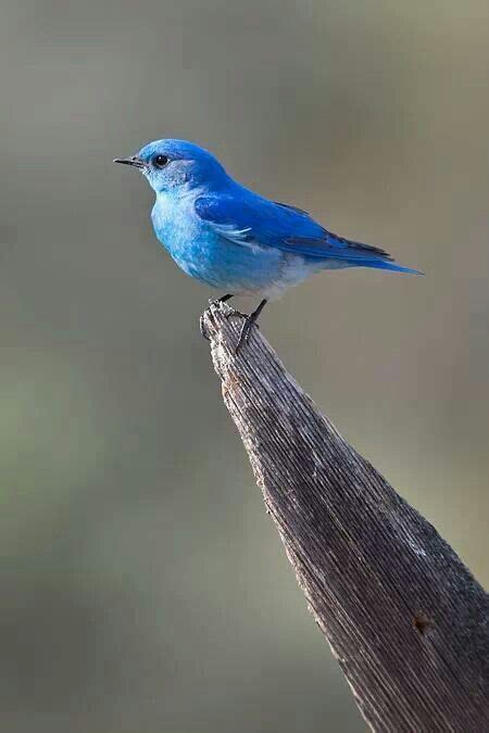 Mountain Blue Bird Beautiful Birds Pet Birds Blue Bird