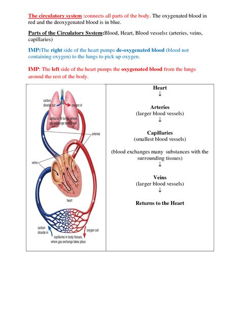 Solution Biology Notes The Circulatory System Studypool