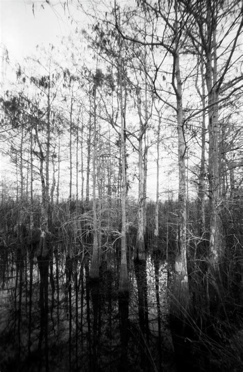 Dwarf Cypress Trees In Bw 2 Photograph By Rudy Umans Fine Art America
