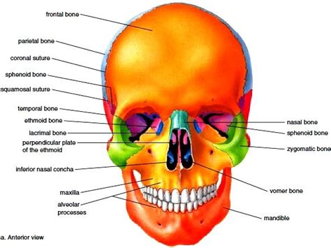 Learn more about the anatomy and function of the skull in humans and other vertebrates. Axial Skeleton. Skull. Bones of the Cranium. Bones of the ...