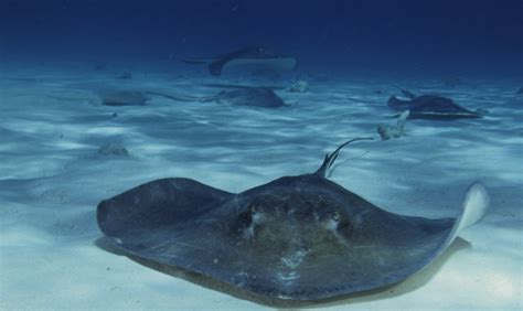 Paradise News Magazine Just Keep Shuffling Sting Rays Are Still In