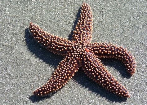 Asterias Forbesi Starfish Sea Star Marine
