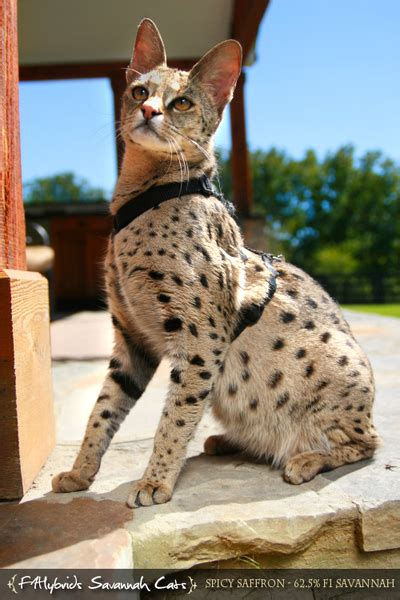29 Savannah Cat Size Comparison To Dog Furry Kittens