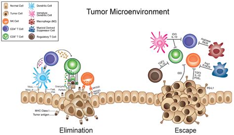 Immunosuppressive Tumor Microenvironment And Antigen Loss Mediate Tumor