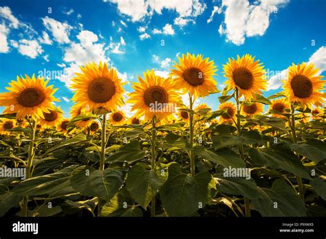 Sunny Sunflower Field Hi Res Stock Photography And Images Alamy