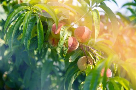 Ripe Sweet Peach Fruits Growing On A Peach Tree Branch Stock Photo