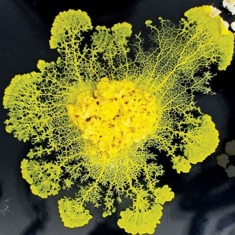 Slime Mold Can Learn—and More Breakthroughs
