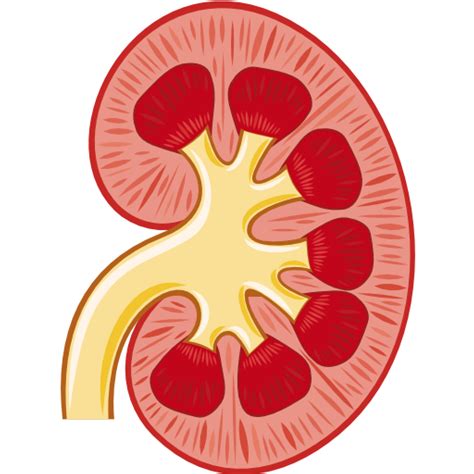 My kidney stone was light. Kidney clipart kidney stone, Kidney kidney stone ...