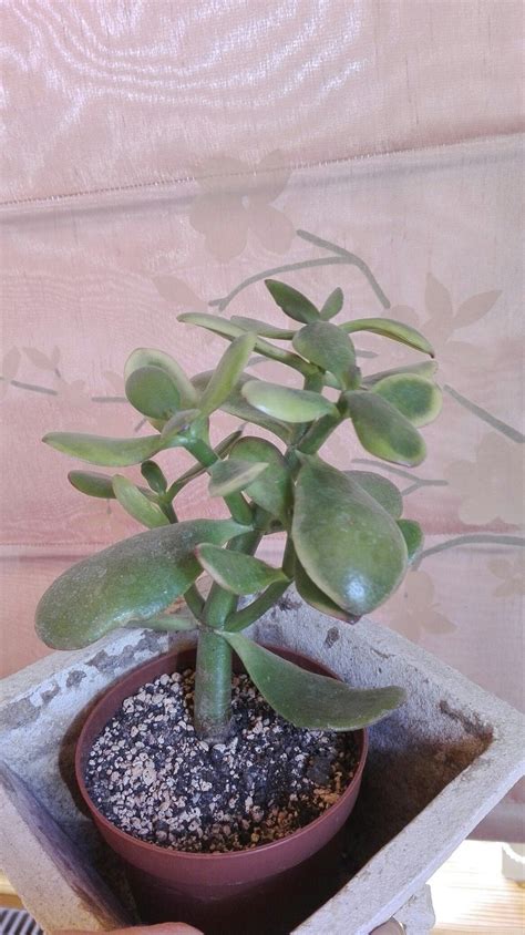 'hummel's sunset' has typical watering needs for a succulent. Crassula ovata Hummels sunset