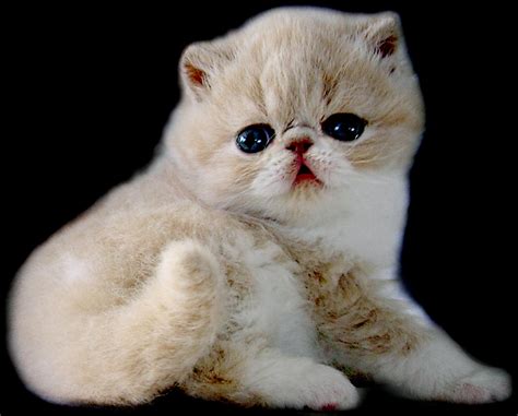 Exotic Shorthair Cats Fun Animals Wiki Videos Pictures Stories