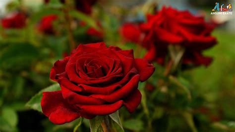 Red White Rose Flower Image Gallery And Pictures Free Download White